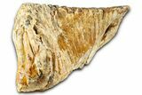 Fossil Woolly Mammoth Lower M Molar - North Sea Deposits #370389-5